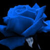 stacybluroses